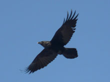 Corvus corax  .
